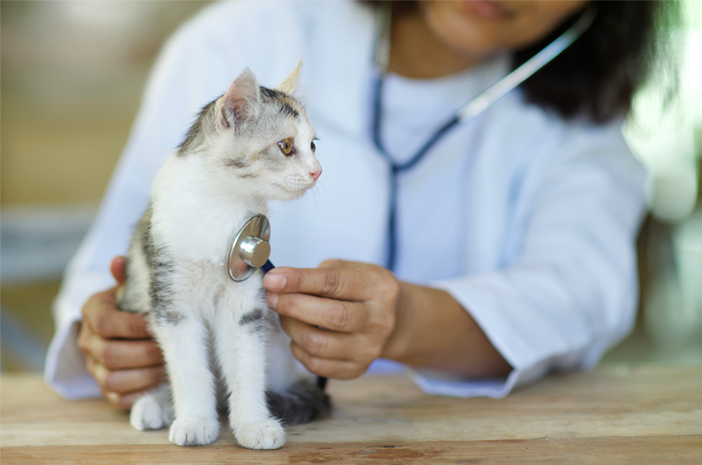 dokter hewan kucing